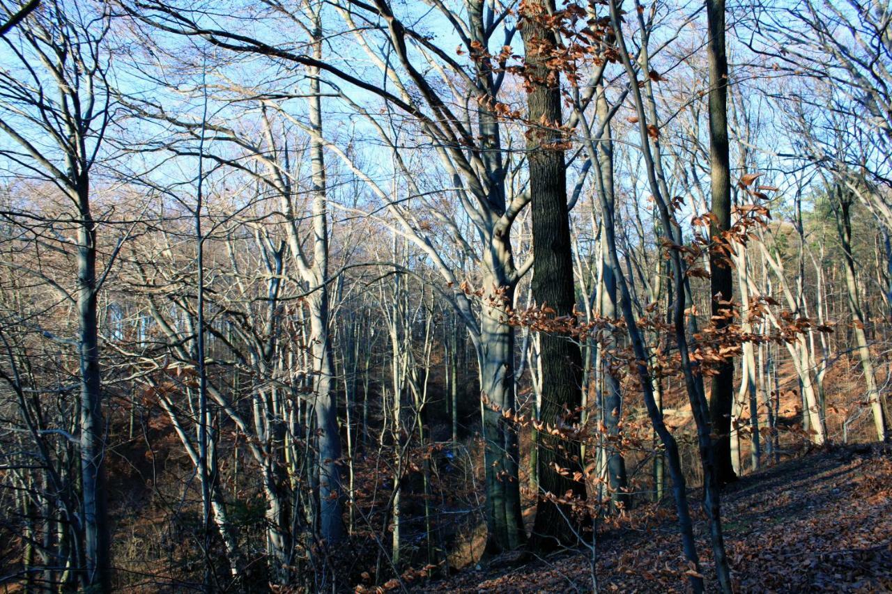 Ferienwohnung Natur Und Kunst Dresden Bagian luar foto