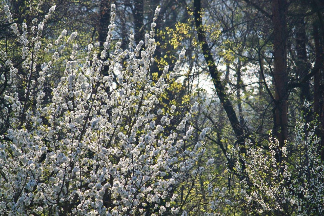 Ferienwohnung Natur Und Kunst Dresden Bagian luar foto