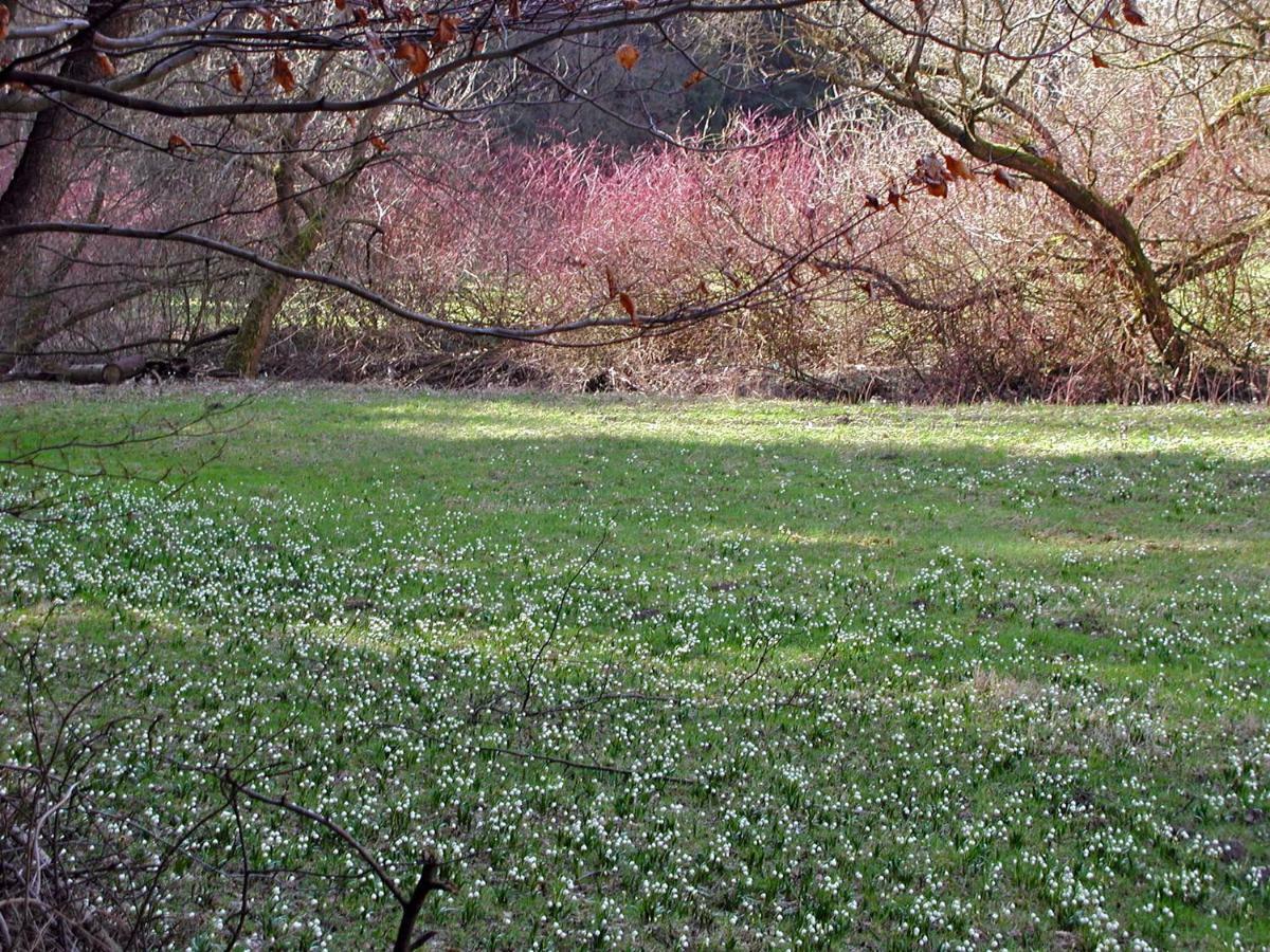 Ferienwohnung Natur Und Kunst Dresden Bagian luar foto