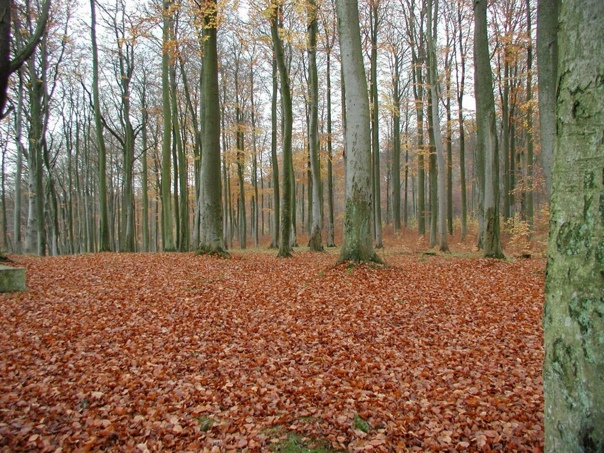 Ferienwohnung Natur Und Kunst Dresden Bagian luar foto
